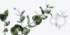 What Is Aromadendrene?