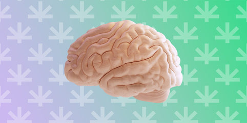 CBD and the Brain: The Impact of Cannabidiol on Brain Health