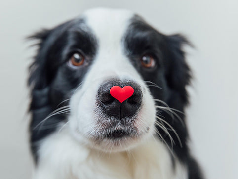 Thnk: 12 Wonderful Ways Dogs Show Love