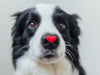 Thnk: 12 Wonderful Ways Dogs Show Love