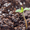 Thnk: The Therapeutic Benefits of Growing Cannabis and Tips to Get Started