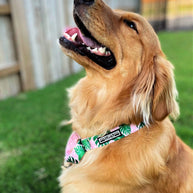 Lucky Love Dog Martingale Collar