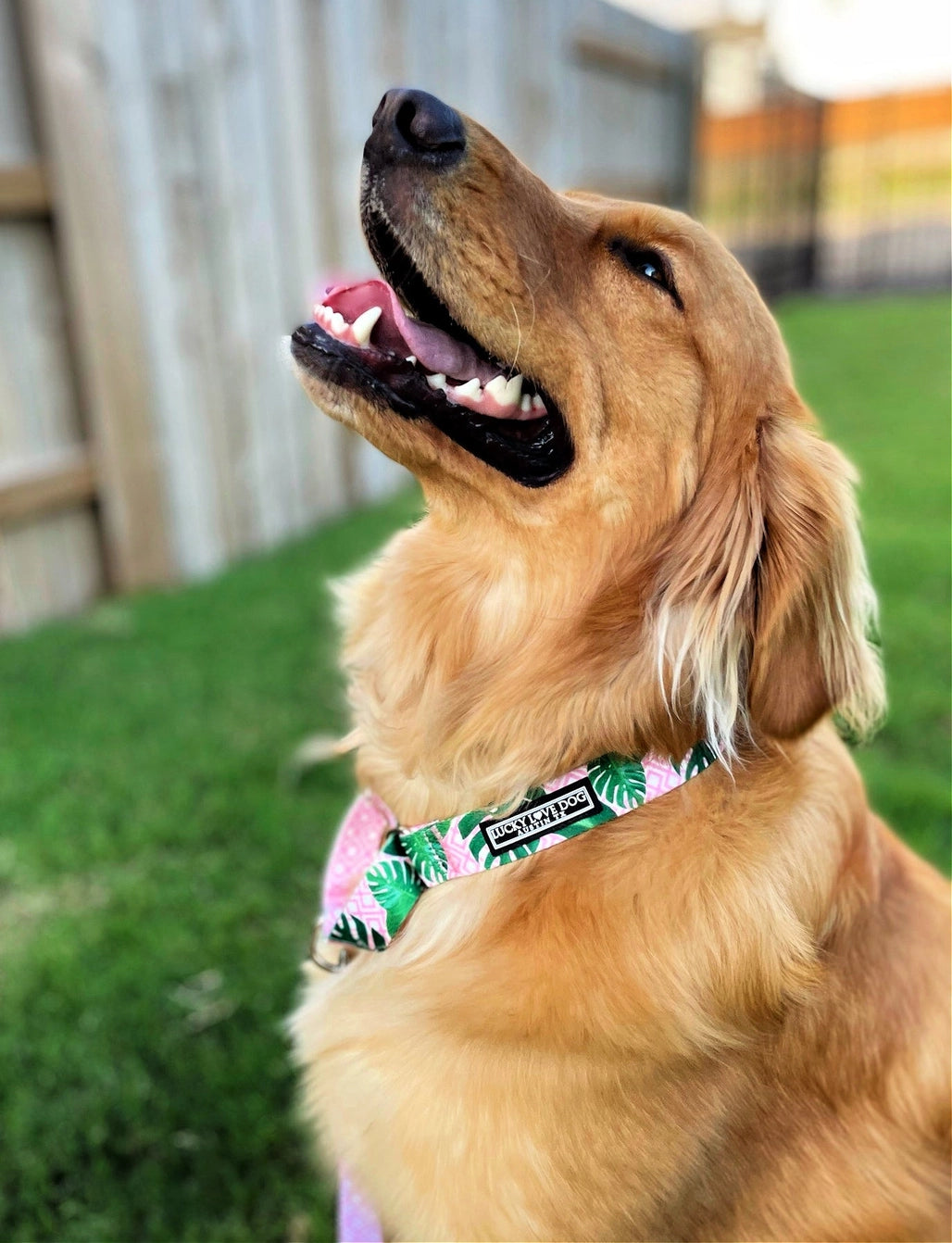 Lucky Love Dog Martingale Collar