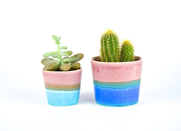 Two ceramic planters with pink, tan, and blue gradient bands containing succulent and golden barrel cactus on white background