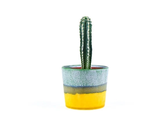 Tall columnar cactus with white spines in handmade ceramic pot with blue, tan, and yellow horizontal glaze bands