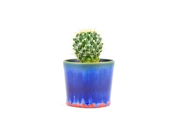 Small round cactus with white spines in ceramic pot with blue gradient glaze and terracotta orange drip base