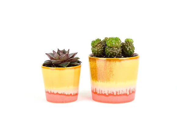 Two ceramic planters with ombre glaze in golden yellow and coral pink holding purple succulent and bright green moss cacti