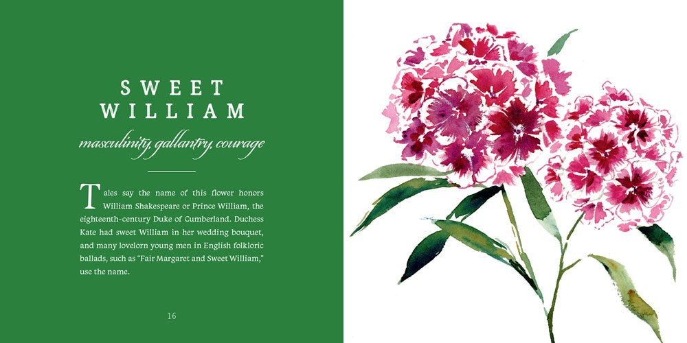 Watercolor illustration of pink and magenta sweet william flowers with green stems beside botanical text on emerald background