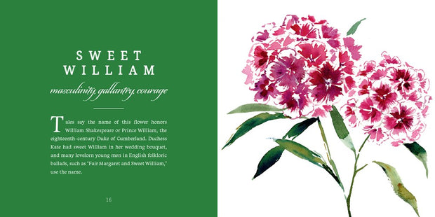 Watercolor illustration of pink and magenta sweet william flowers with green stems beside botanical text on emerald background
