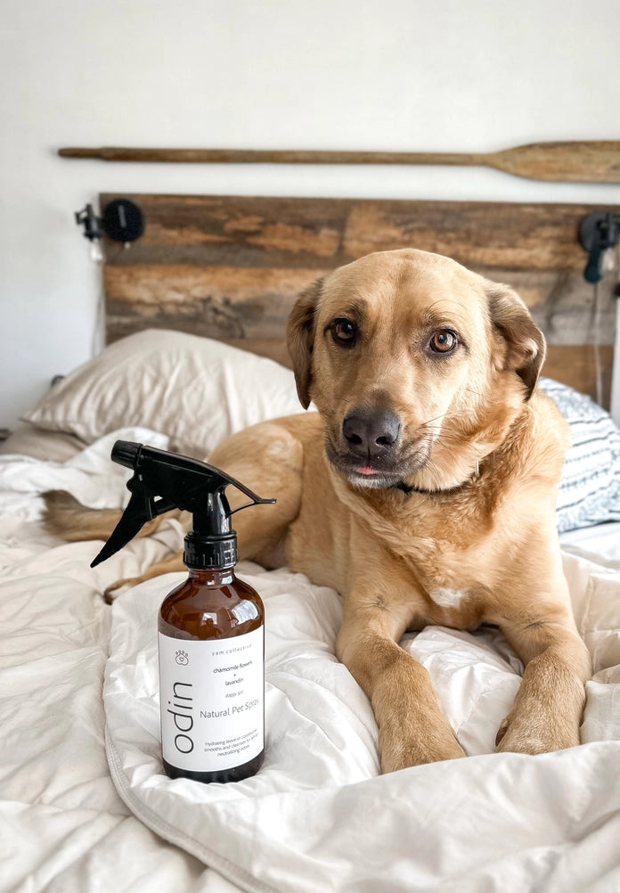 Amber glass spray bottle with black trigger and white Odin Natural Pet Spray label on white bedding beside tan Labrador dog