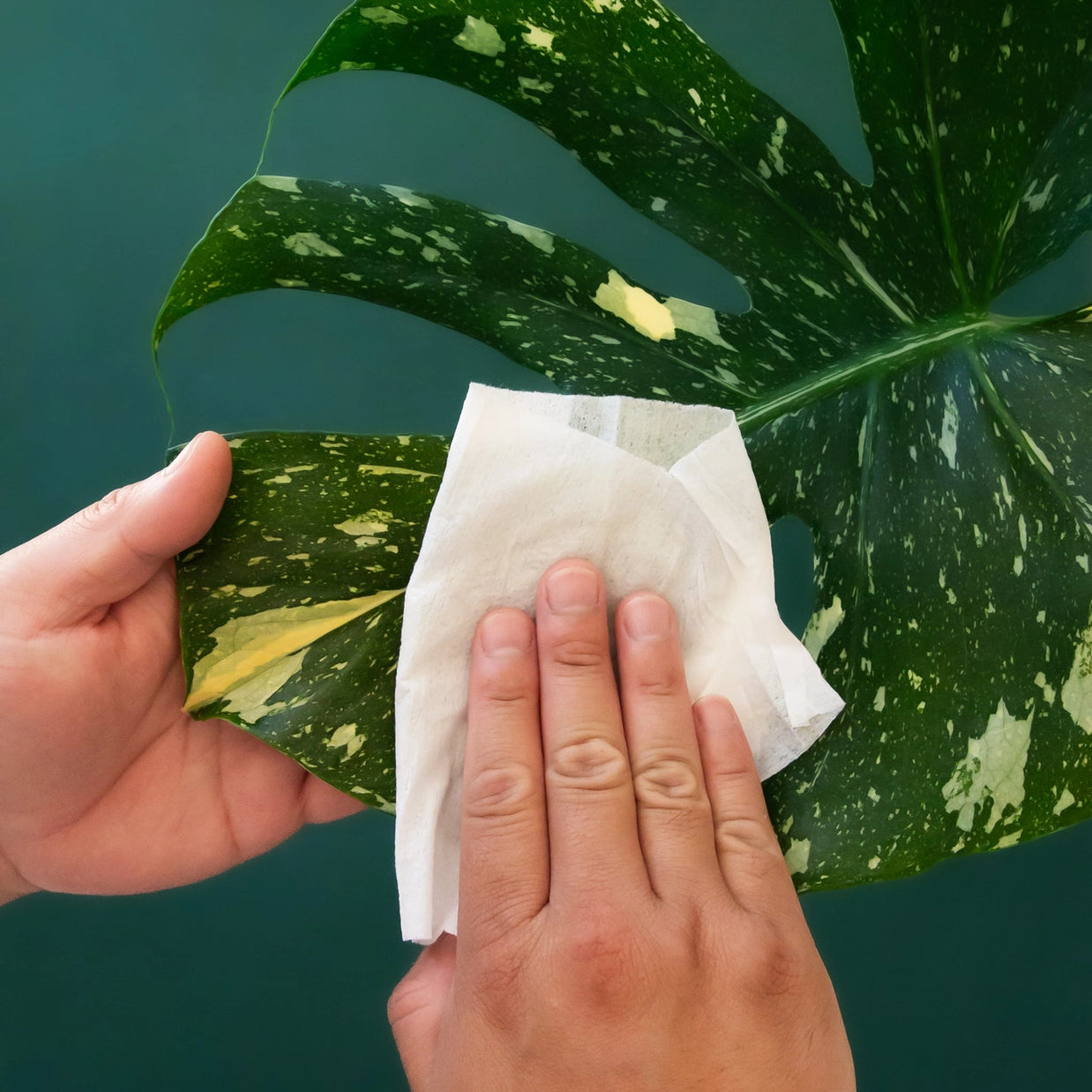 Jungle Club Plant Cleansing Wipes