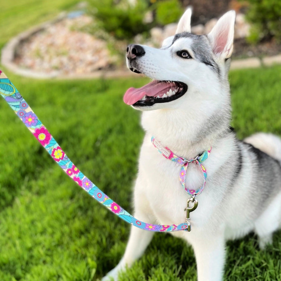 Lucky Love Dog Martingale Collar