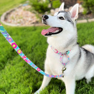 Lucky Love Dog Martingale Collar