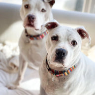 Lucky Love Dog Martingale Collar