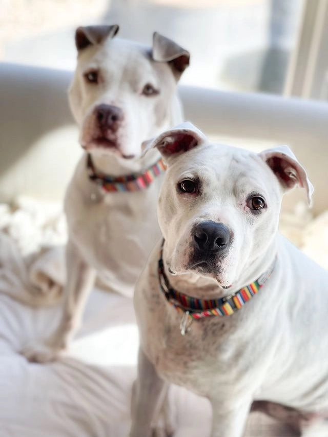 Lucky Love Dog Martingale Collar