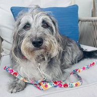 Lucky Love Dog Leash