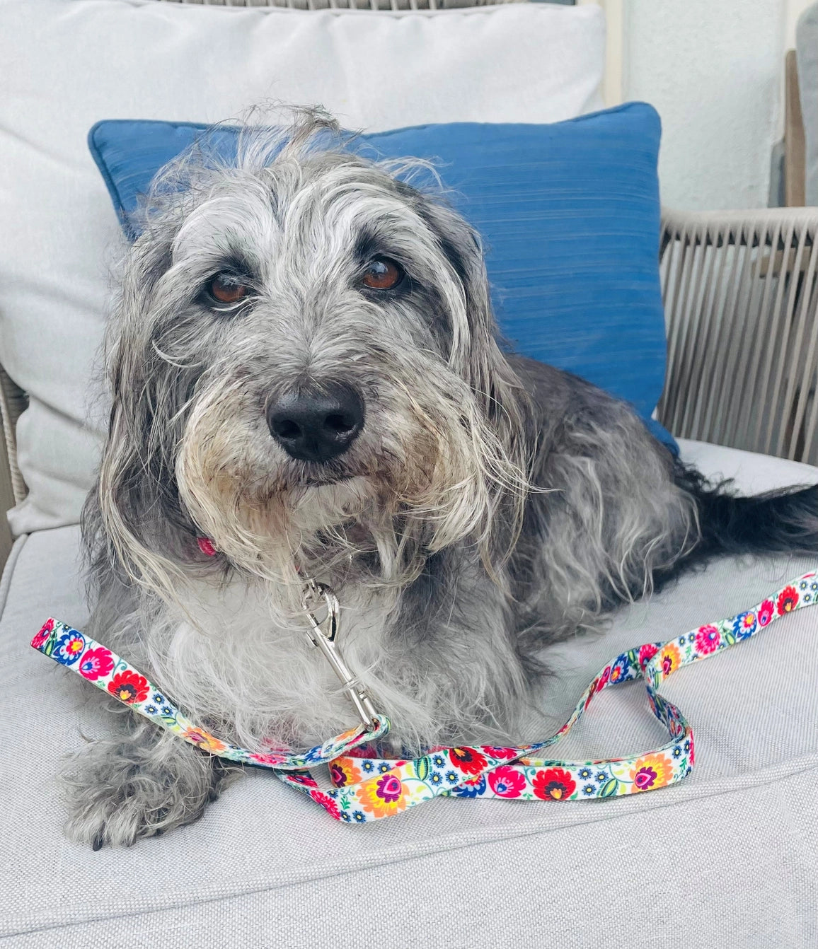 Lucky Love Dog Leash