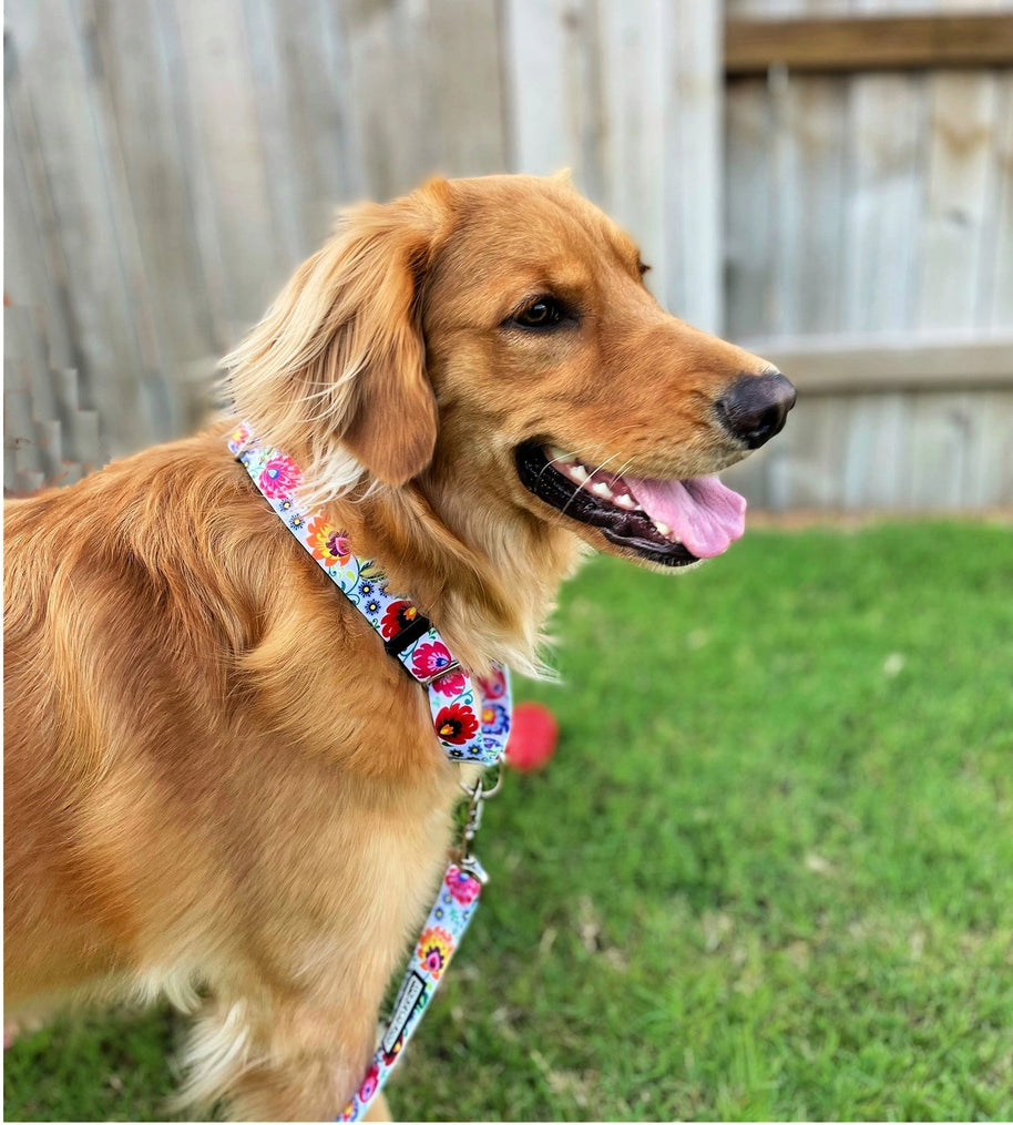 Lucky Love Dog Martingale Collar