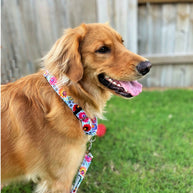 Lucky Love Dog Martingale Collar