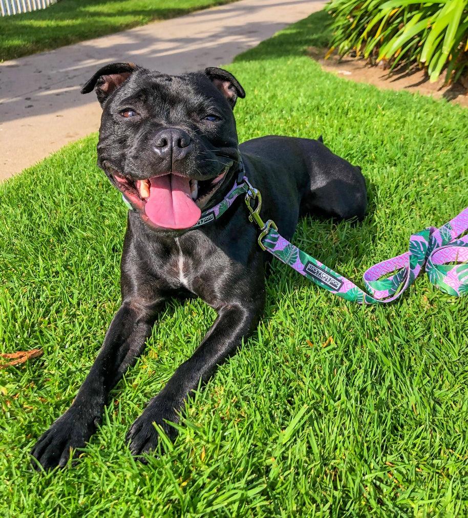 Lucky Love Dog Leash
