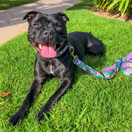 Lucky Love Dog Leash