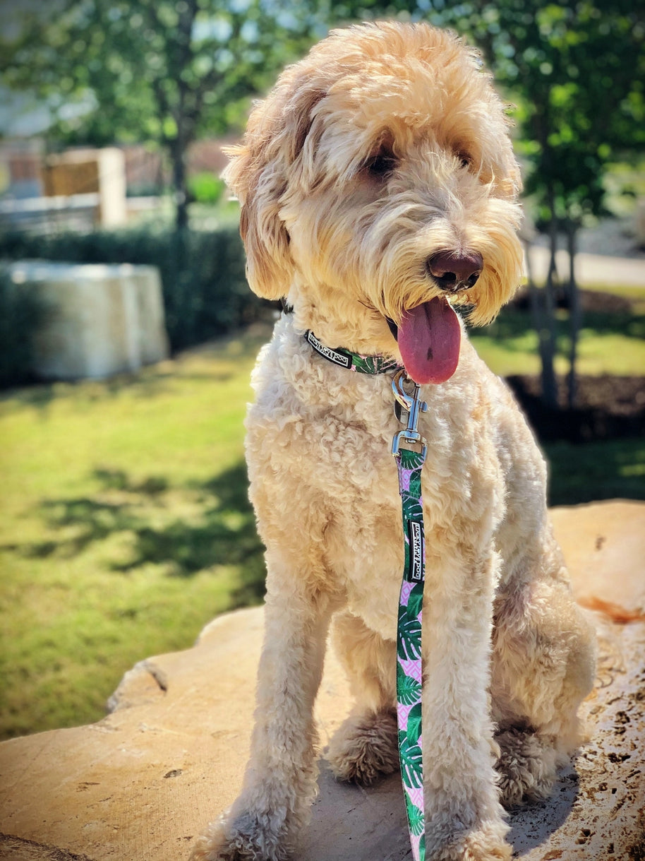 Lucky Love Dog Leash