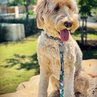 Lucky Love Dog Leash