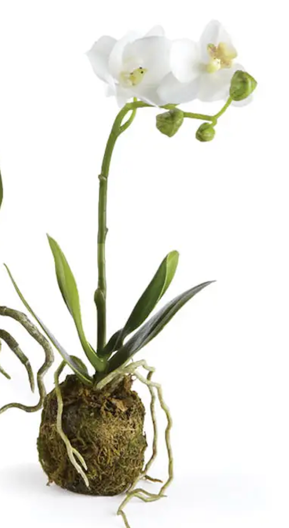 Phalaenopsis Orchid Drop-Ins