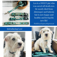 Lucky Love Dog Leash