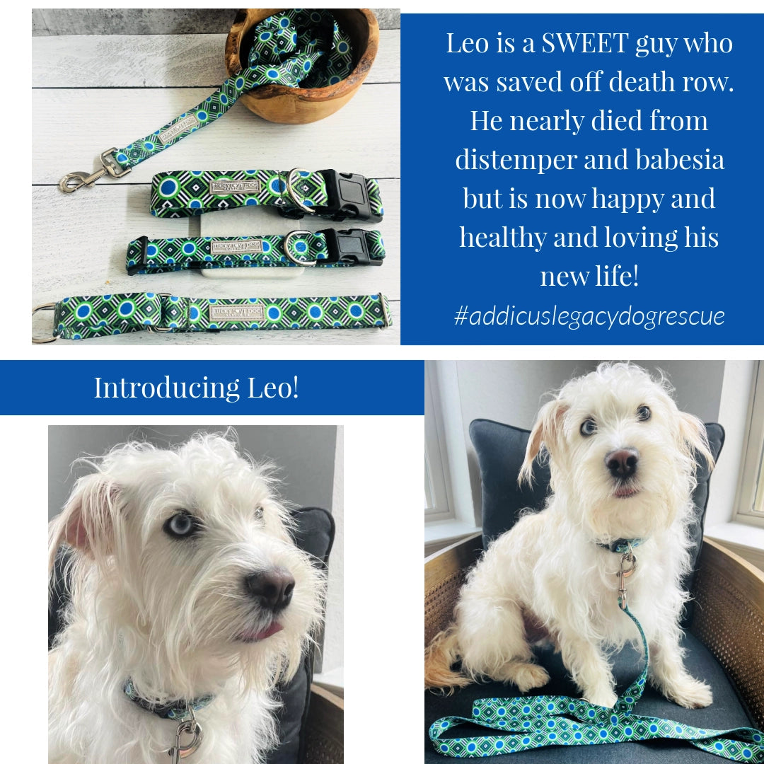 Lucky Love Dog Leash
