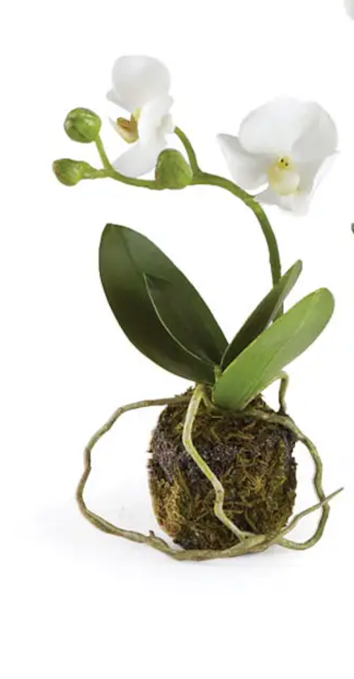 Phalaenopsis Orchid Drop-Ins