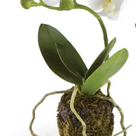 Phalaenopsis Orchid Drop-Ins