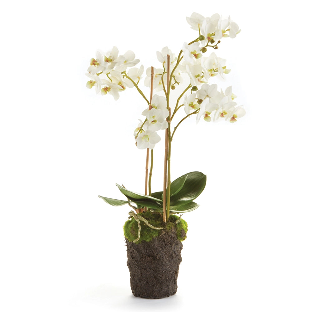 Phalaenopsis Orchid Drop - 20