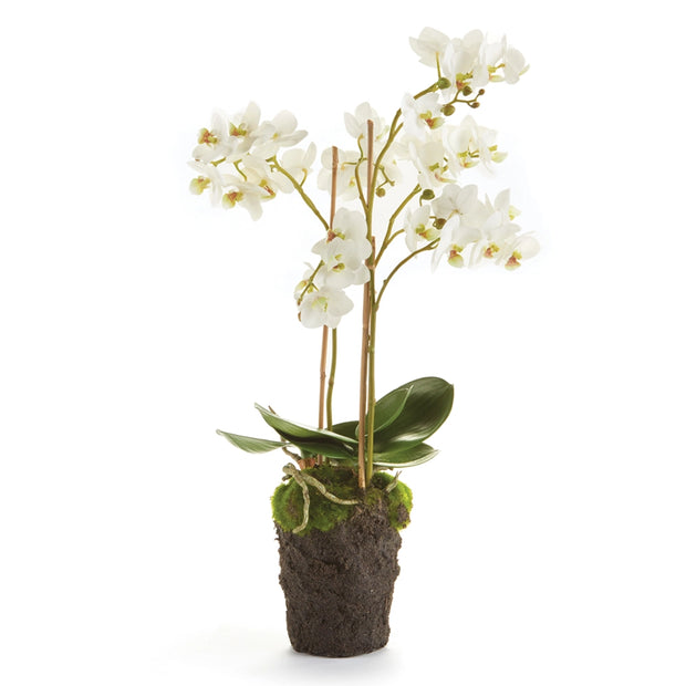 Phalaenopsis Orchid Drop - 20"