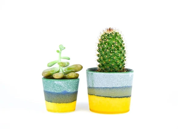 Two succulents in ceramic pots with blue-gray and bright yellow gradient glaze, one with jade plant, one with round cactus