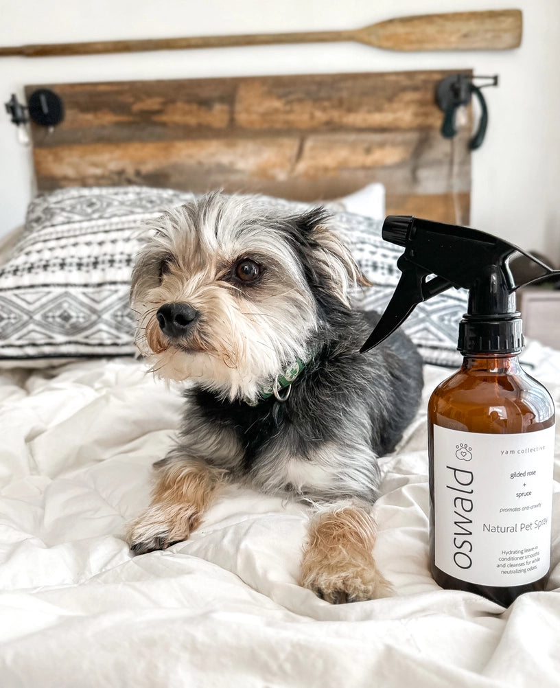 Scruffy terrier with gray and tan fur on white bedding beside amber glass spray bottle labeled natural pet spray