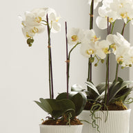 Phalaenopsis Orchid Drop - 23
