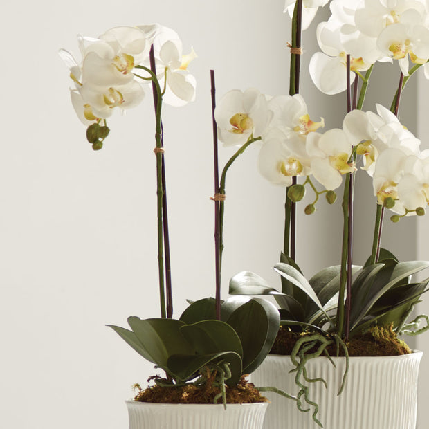 Phalaenopsis Orchid Drop - 23"