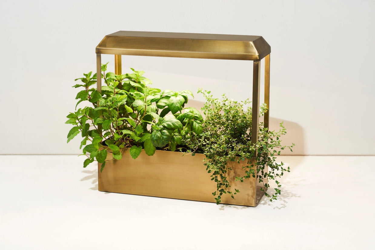 Brushed gold metal indoor herb garden with integrated grow light growing basil, mint, and thyme in rectangular planter