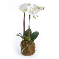 Phalaenopsis Orchid Drop - 23