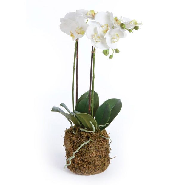 Phalaenopsis Orchid Drop - 23"
