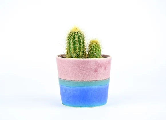 Two golden barrel cacti with yellow spines in ceramic planter with pink and blue ombre glaze on white background